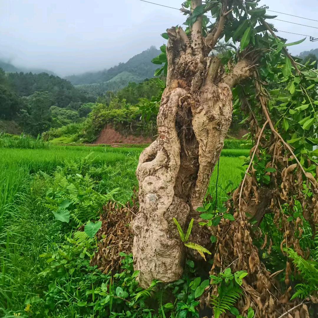 一见钟情爱上你。