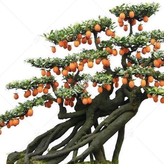静沐暖阳