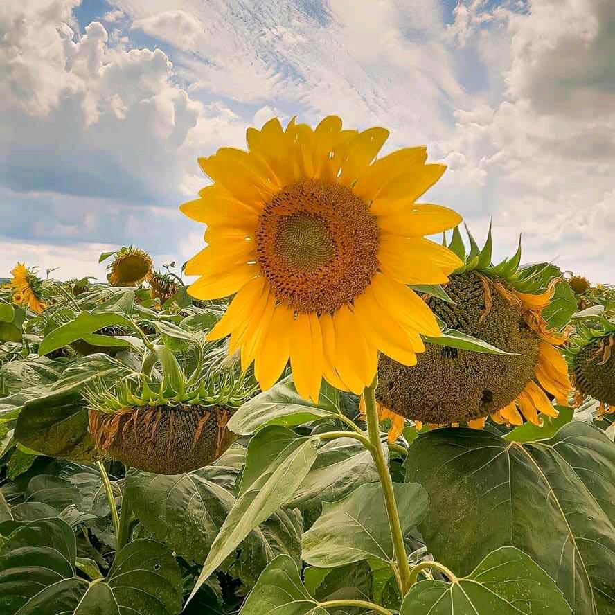 一颗小芋圆