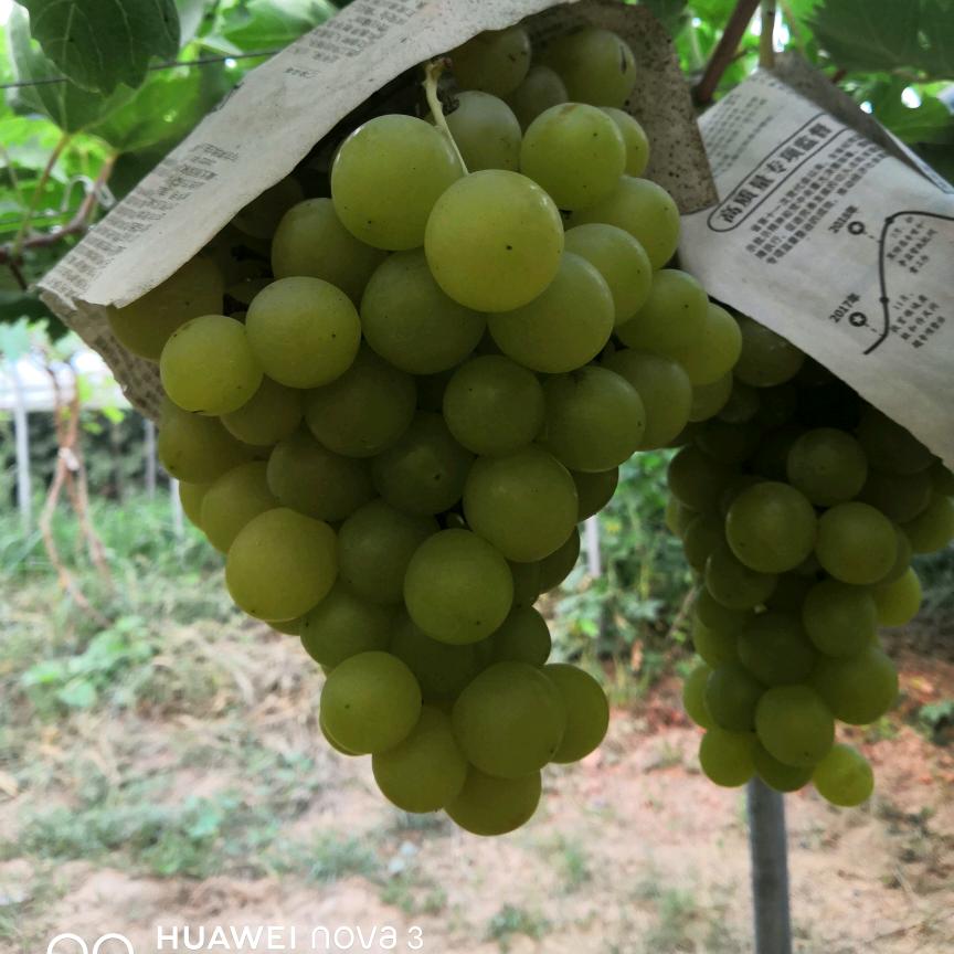 博兴县坤鹏葡萄采摘园（天天好心情）