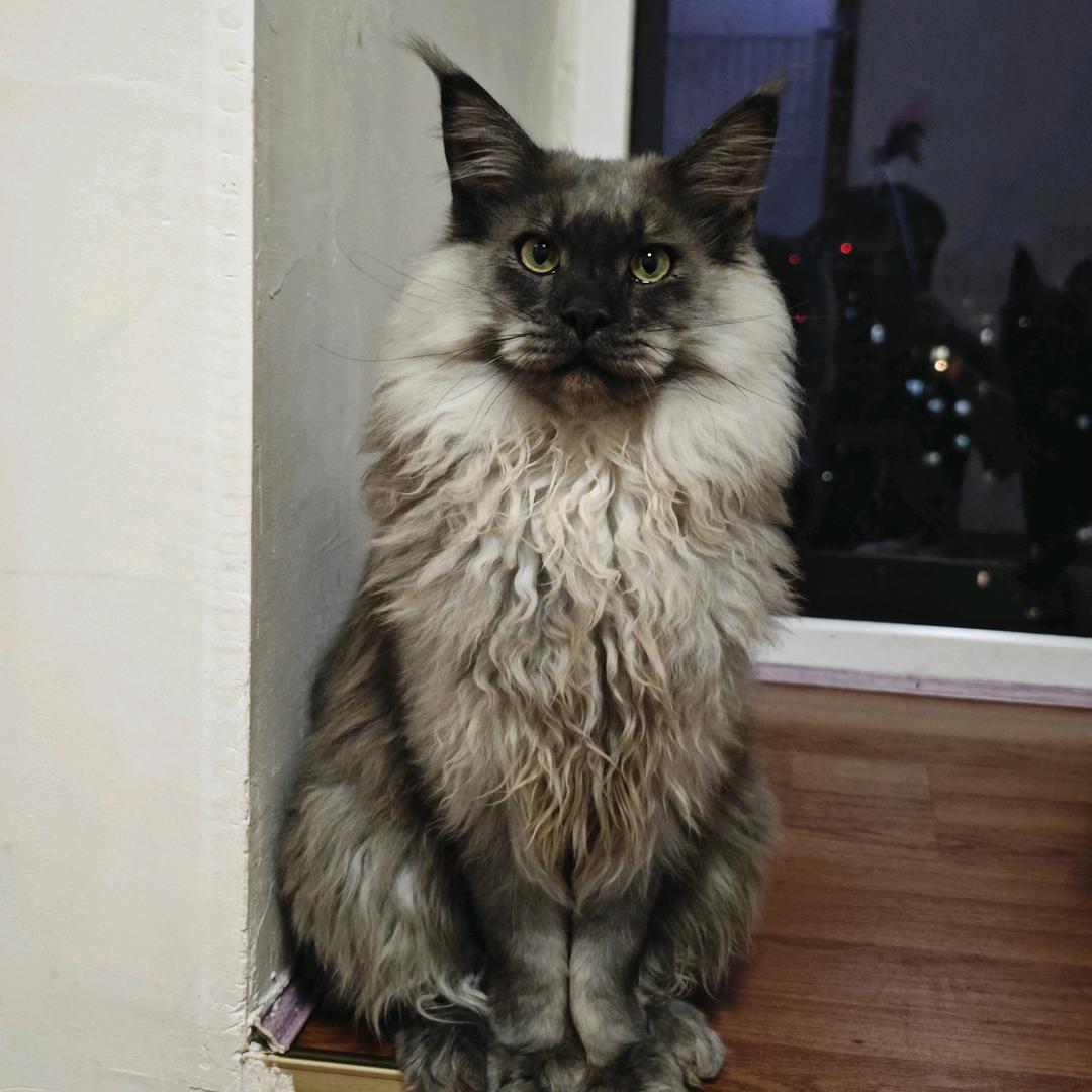 小方同学的缅因猫舍