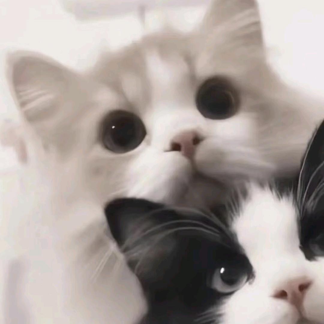 小青是幸福小猫