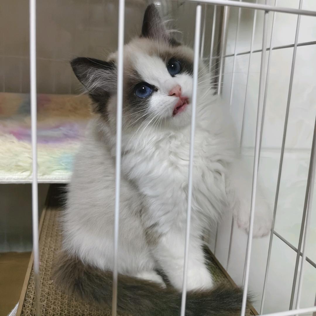 三只小猪的家长