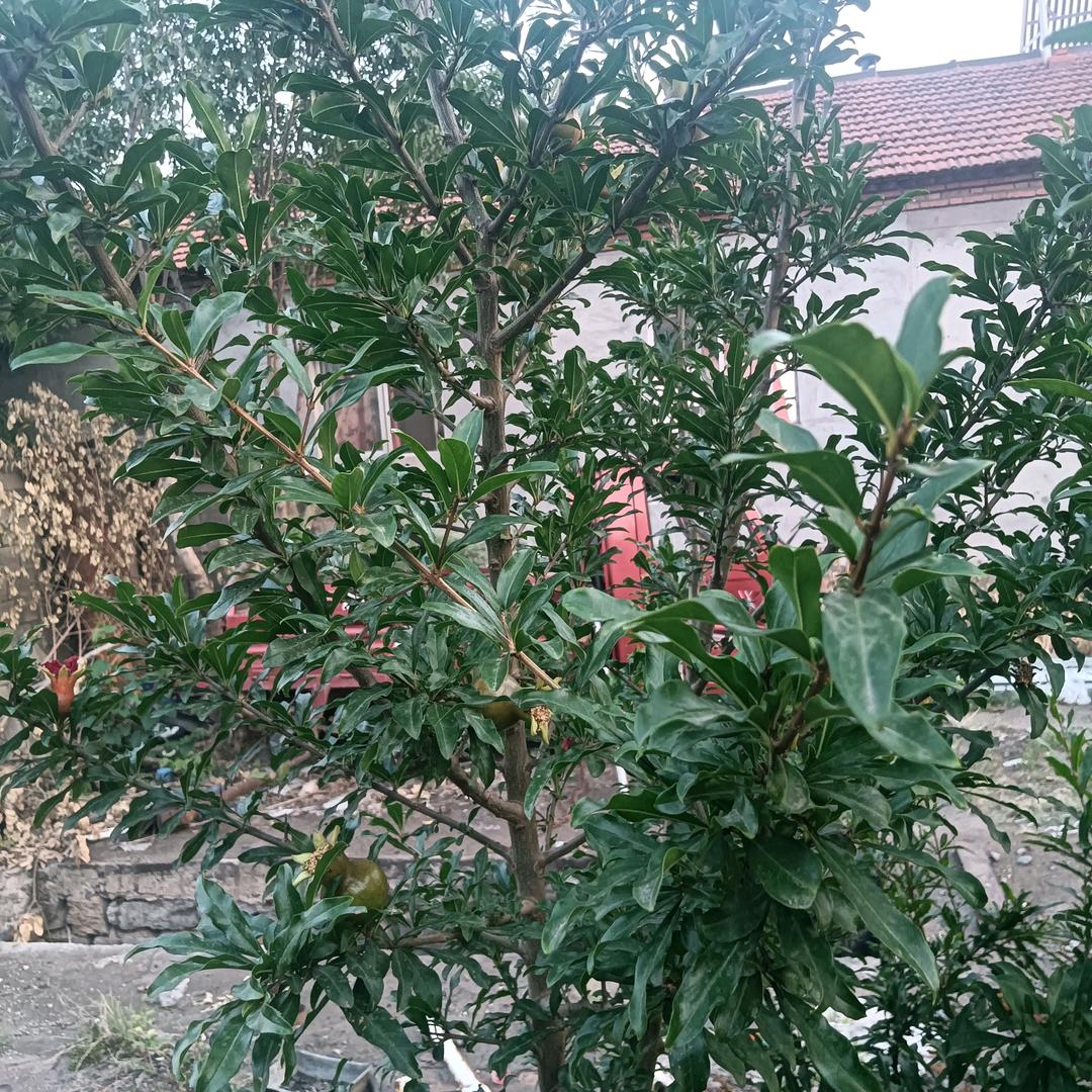 前程似锦