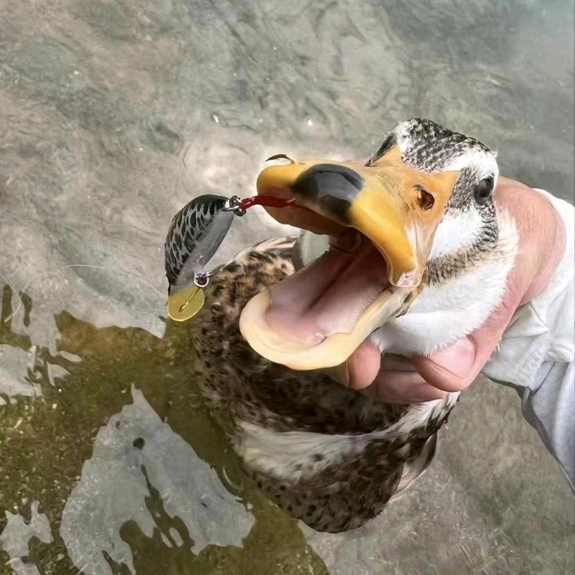 哼哈🦆