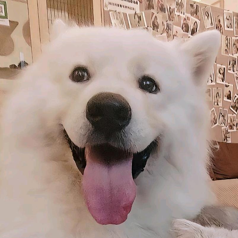 耶耶狗与咪咪喵