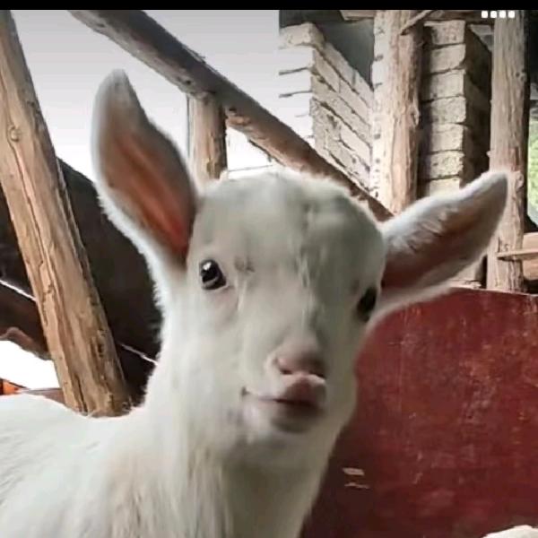 骑老奶奶过马路