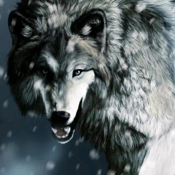 雪狼🐺