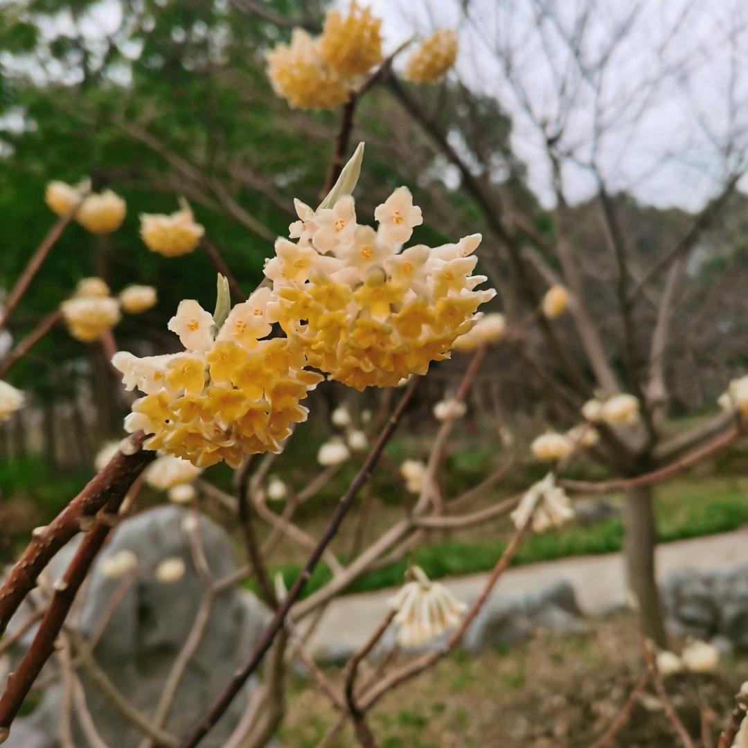 大静