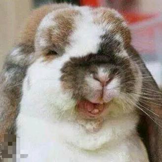 憨憨兔🐰🎙️