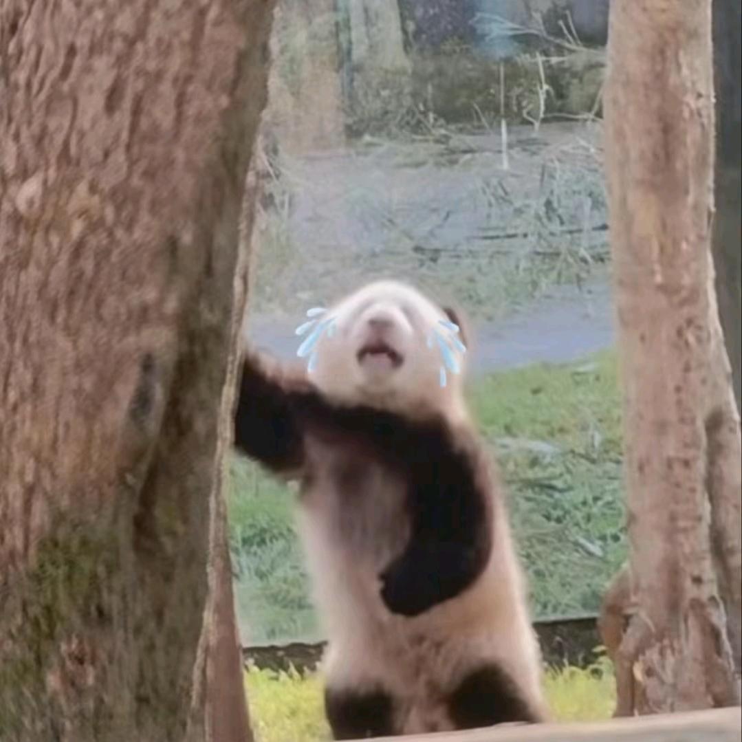 杜杜du头像