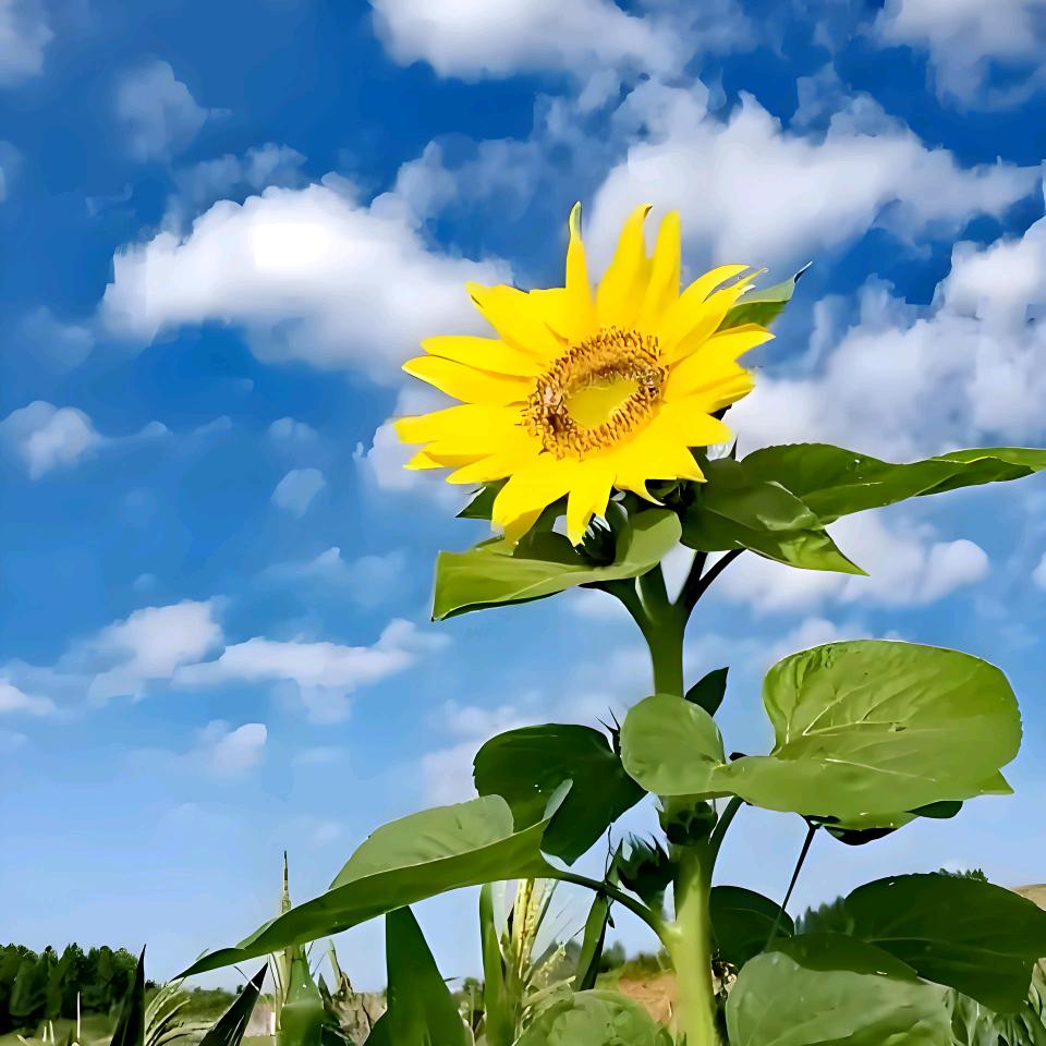 岁月静好