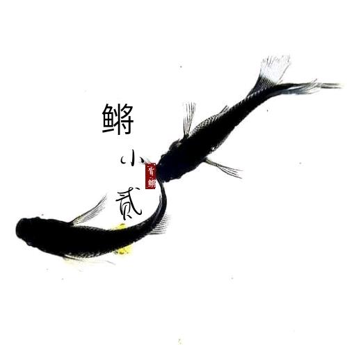 鳉小贰观背青鳉