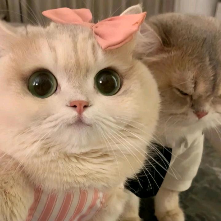 邕邕伊