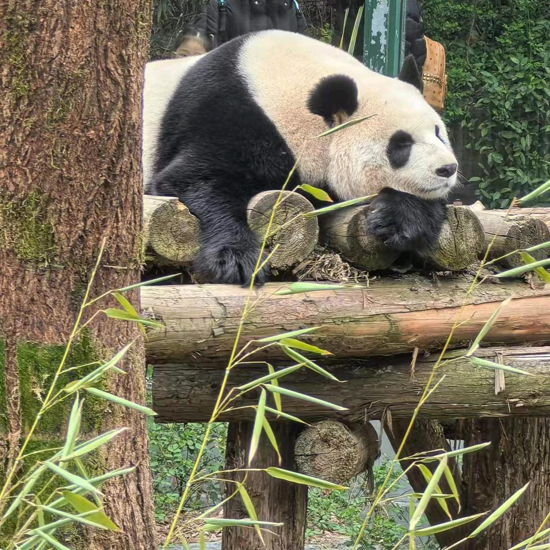 琳儿想“叮当”