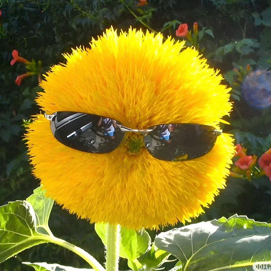 被WiFi绑架的猫🐱