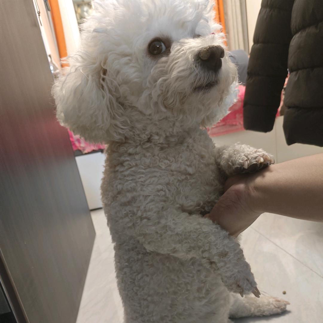 铁头娃