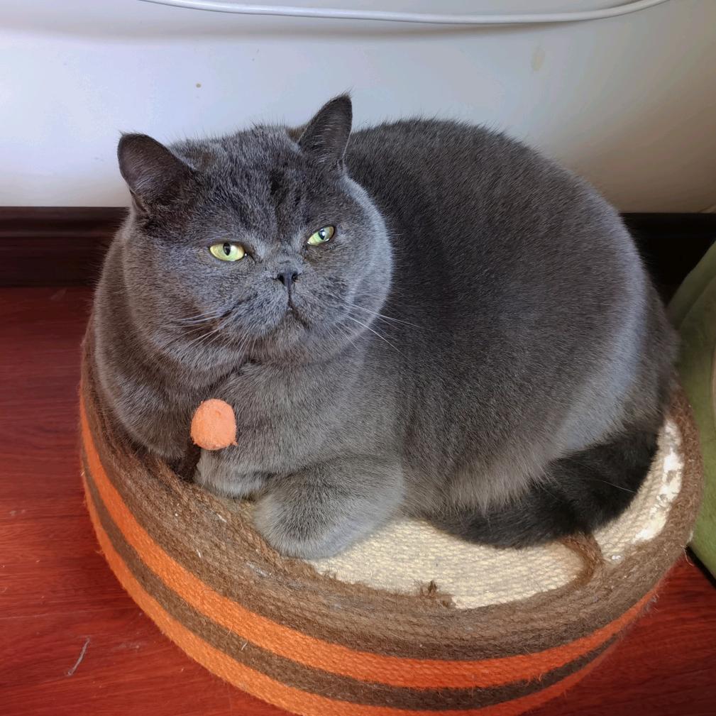 🌈糯米是一只肥猫