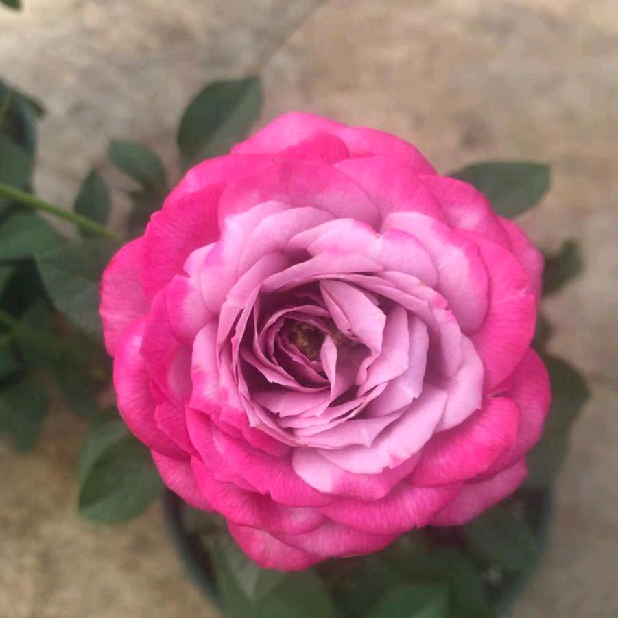 花影离愁
