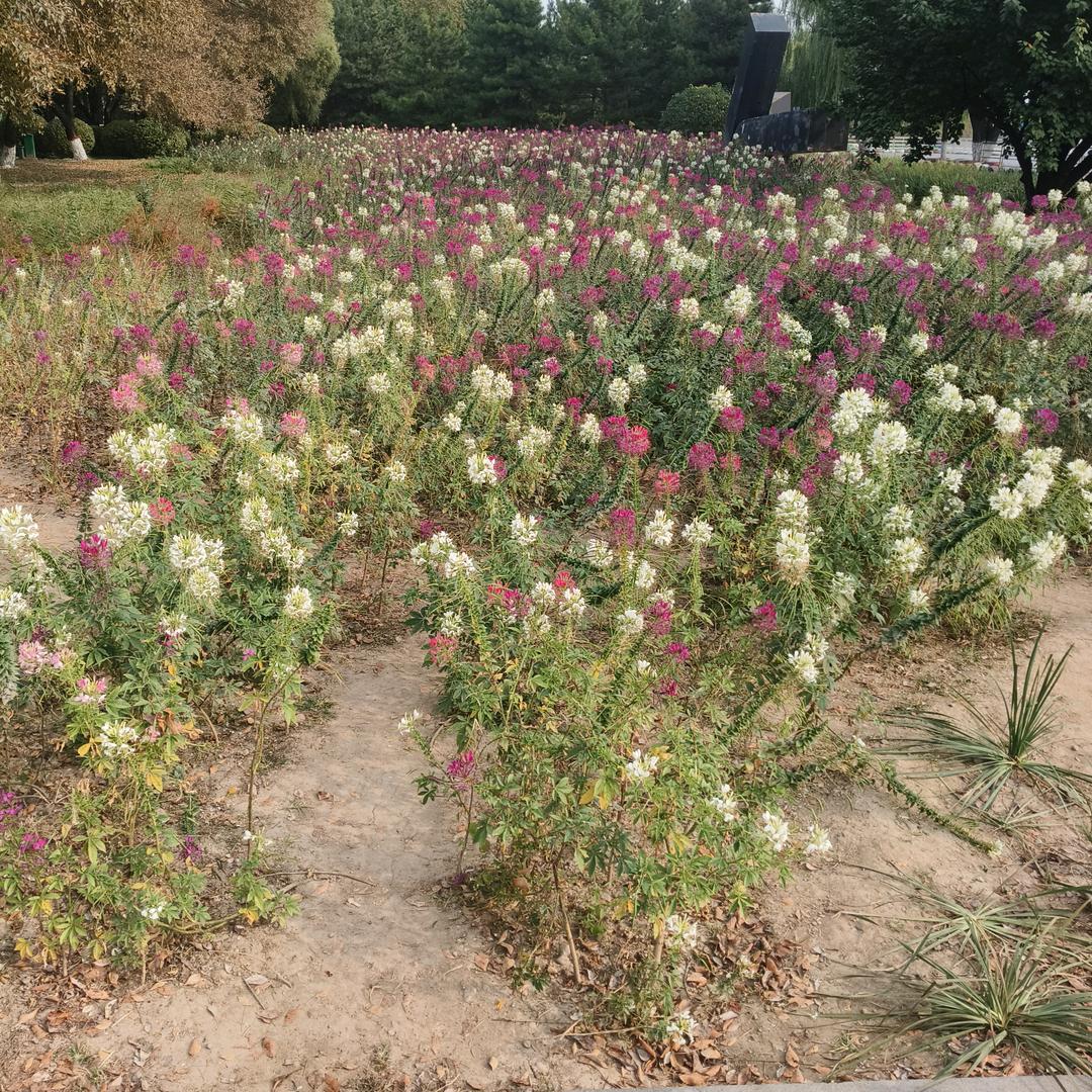 顺其自然👨‍💋‍❤‍👨