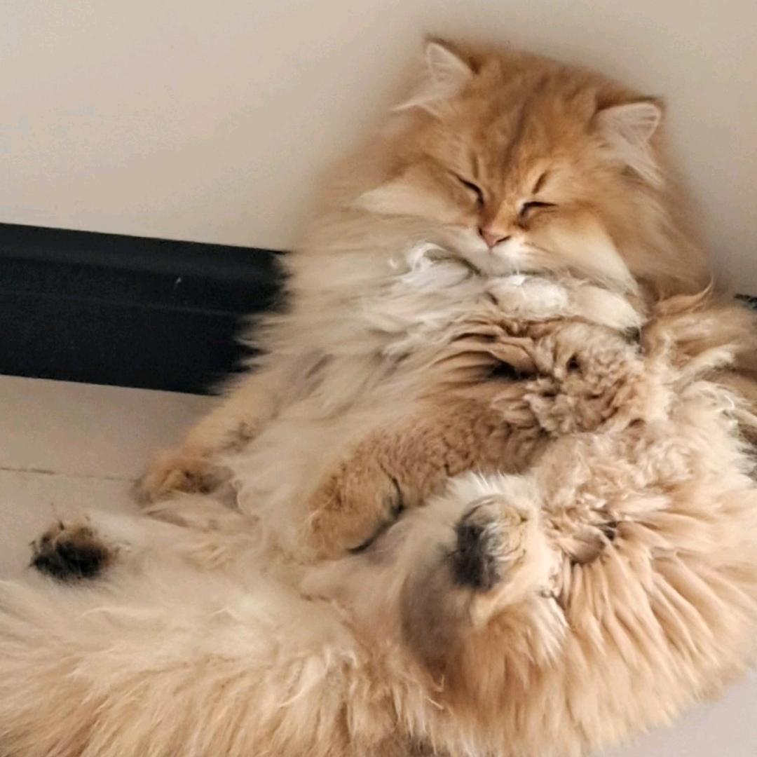 犯困蛋挞💤ღ¹⁸໒꒱✨