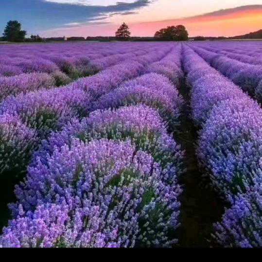 ✿✿ヽ(改°▽变°)ノ✿