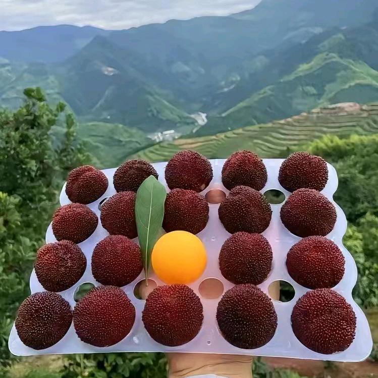 仙居杨梅王（互关秒回）