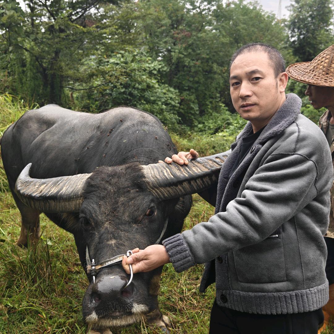 姑茹养牛场(吴哥哥)