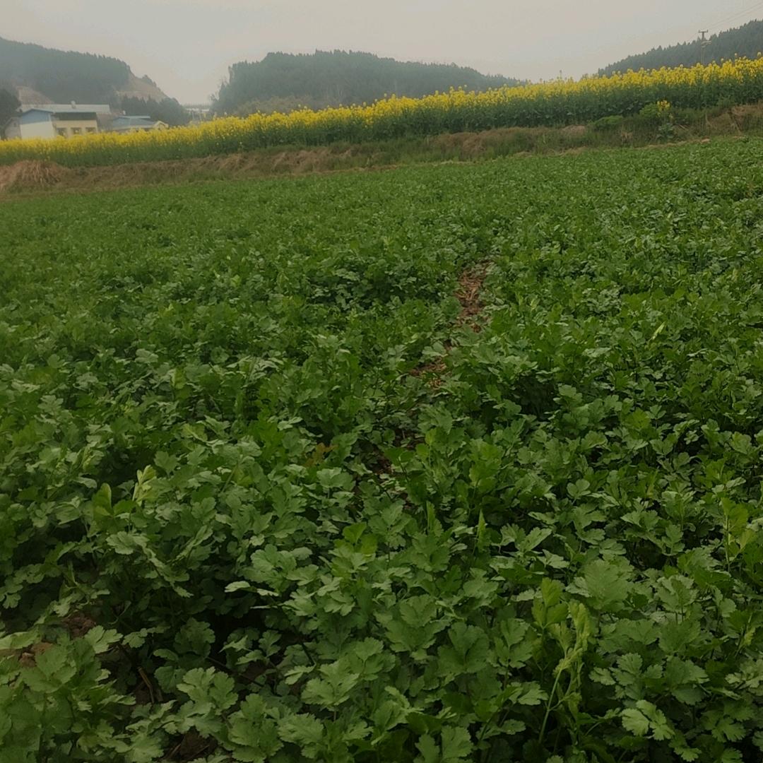 种香菜的大嫂。