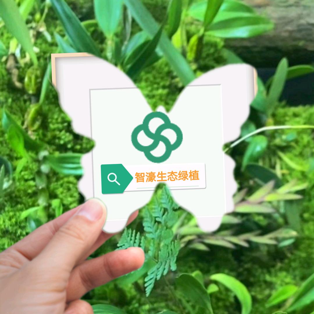 智濠生态绿植
