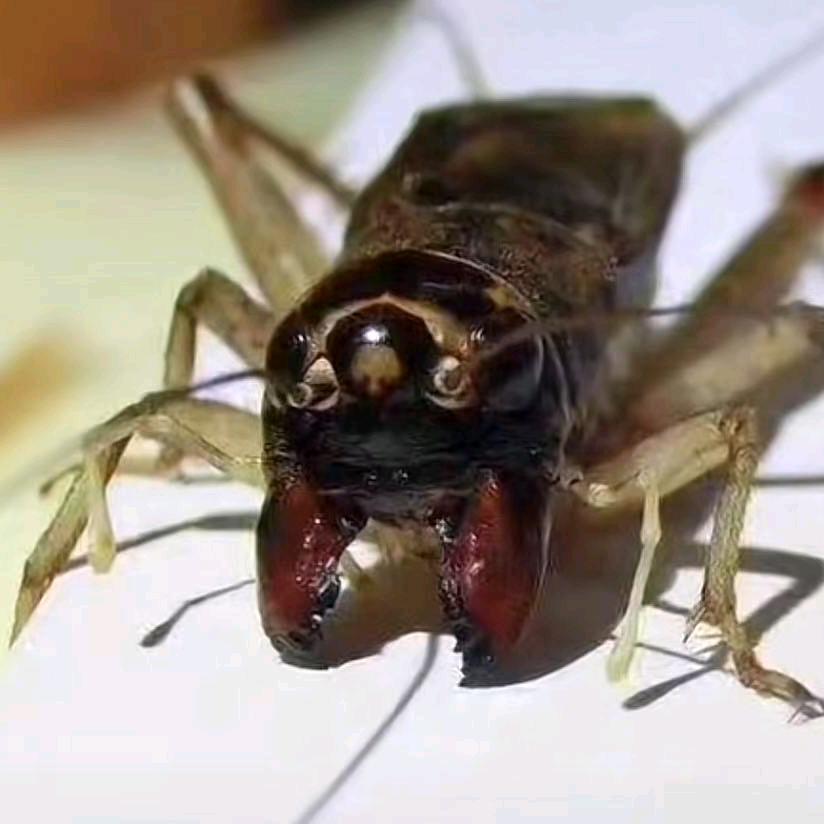 郑家宠物服务中心