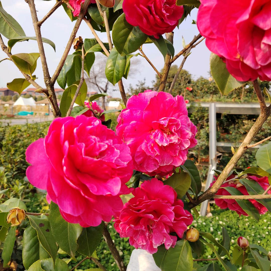 鼠🐭胆@牛🐮心❤️