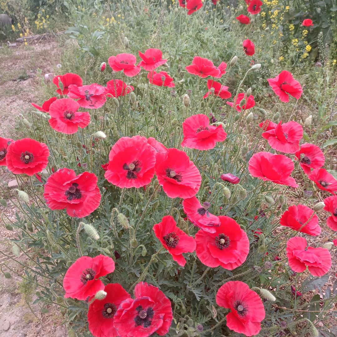 闫芬🌾🌾🐮🐮🐮🙏🙏🙏🦋