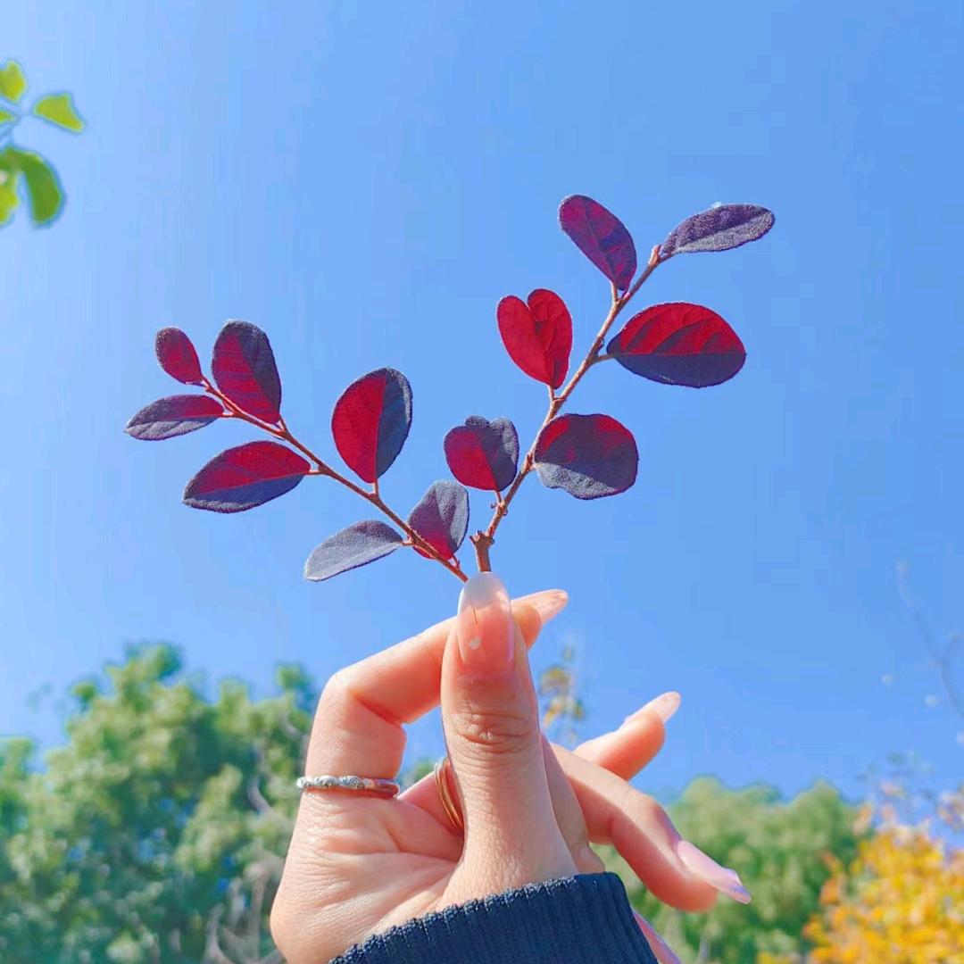 静观花开花落