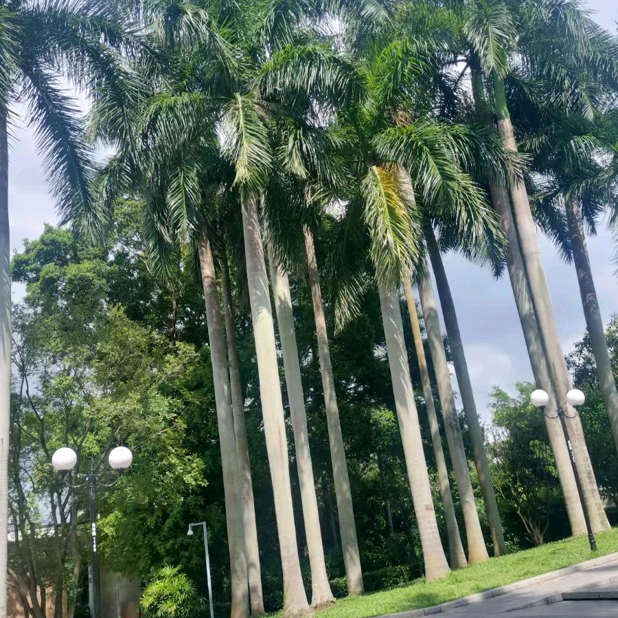 茹孜姑丽·亚森