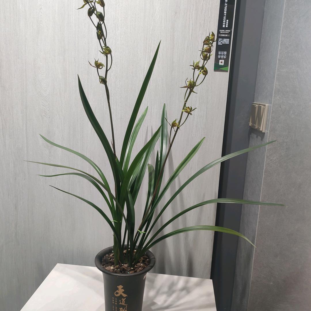 卖蒙娜丽莎瓷砖的乐姐姐