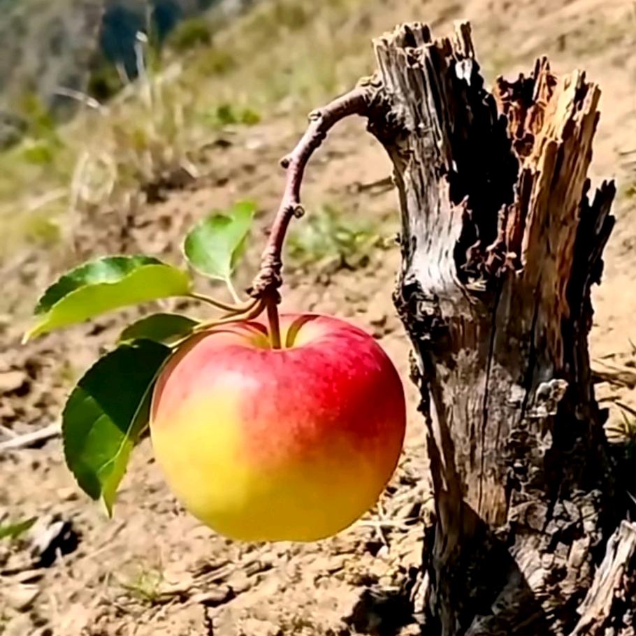 💞᭄🐰余生᭄ꦿ꯭随心᭄