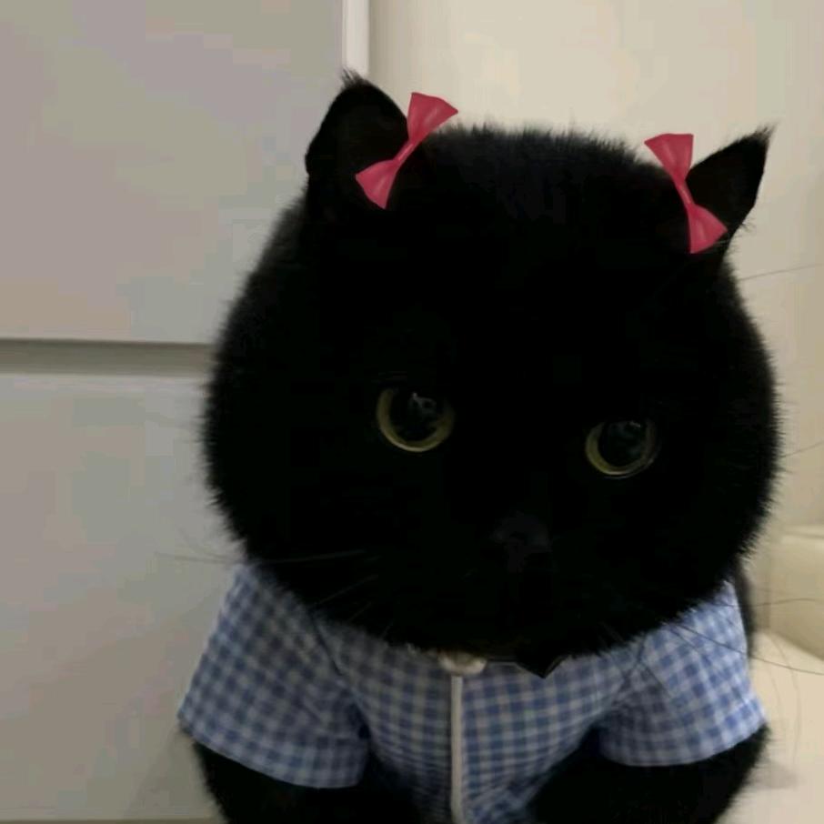 猫舍有猫🐯