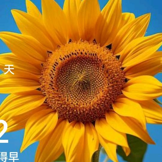 清茶
