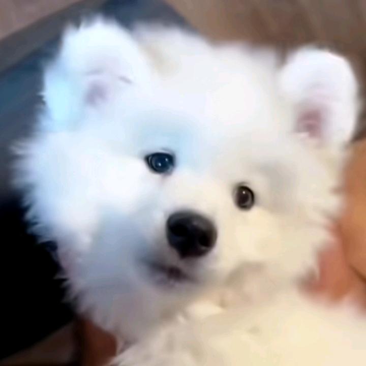 豫廟头像