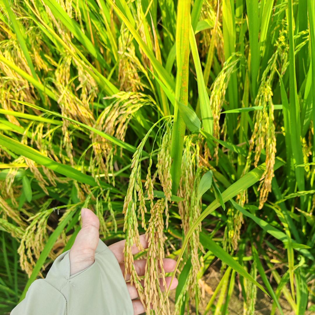 揭西县福兴农业-育秧基地—珊💋