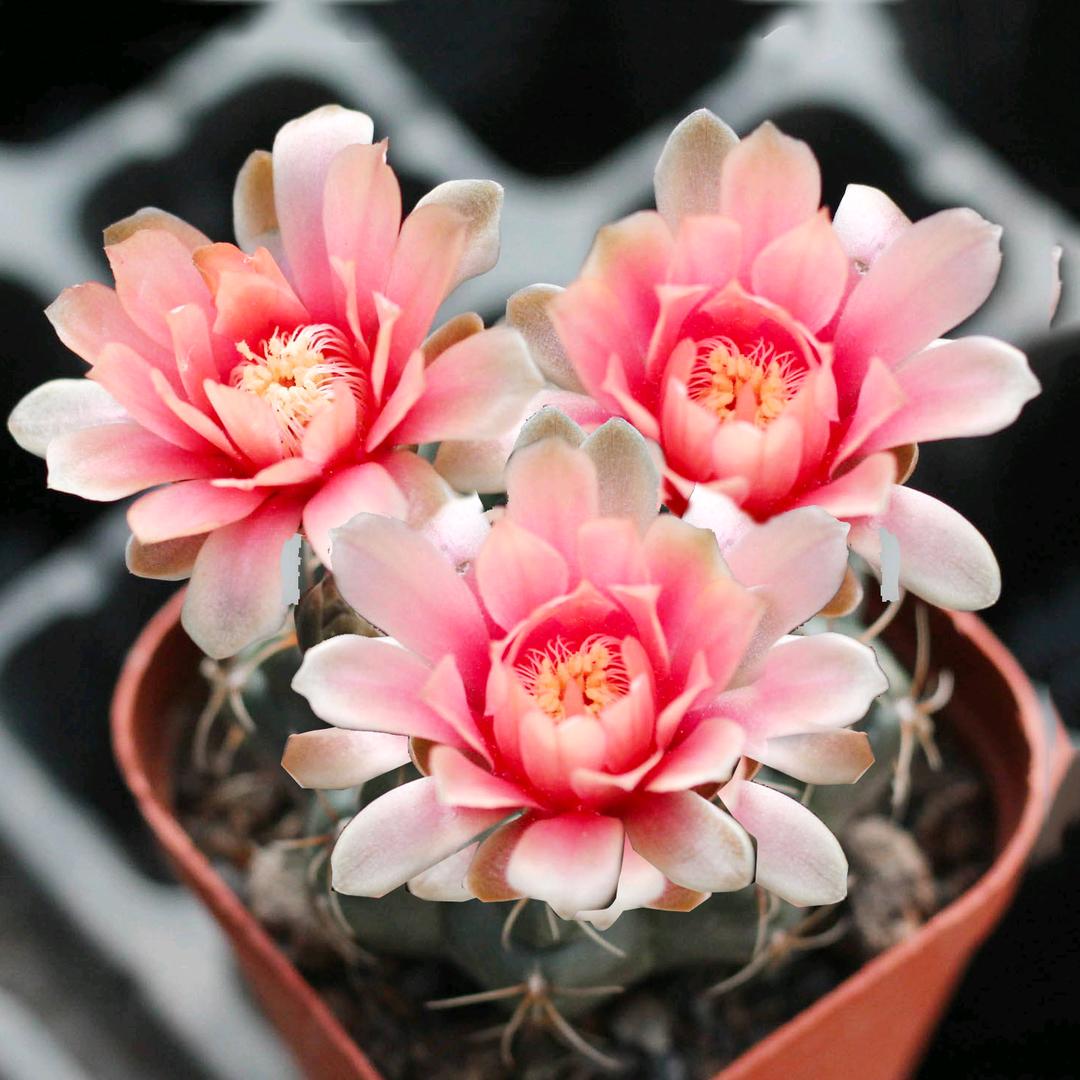 阳台上的花