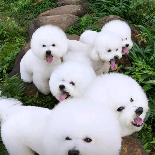 雪上蓝冰