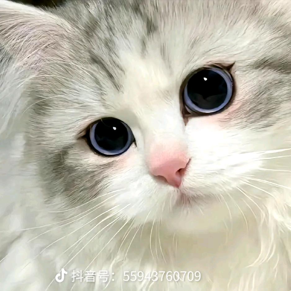 喵喵～