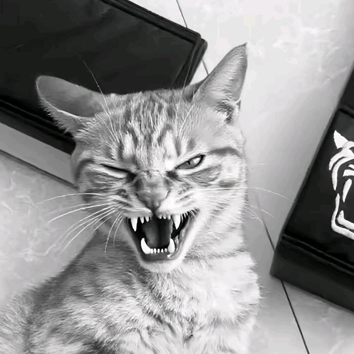 耳朵瞎了🖤