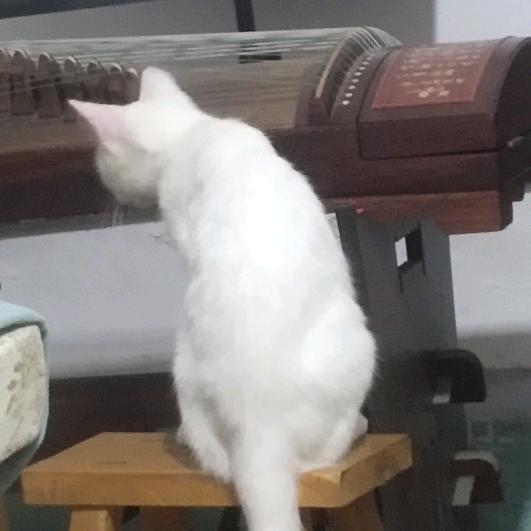 橘子