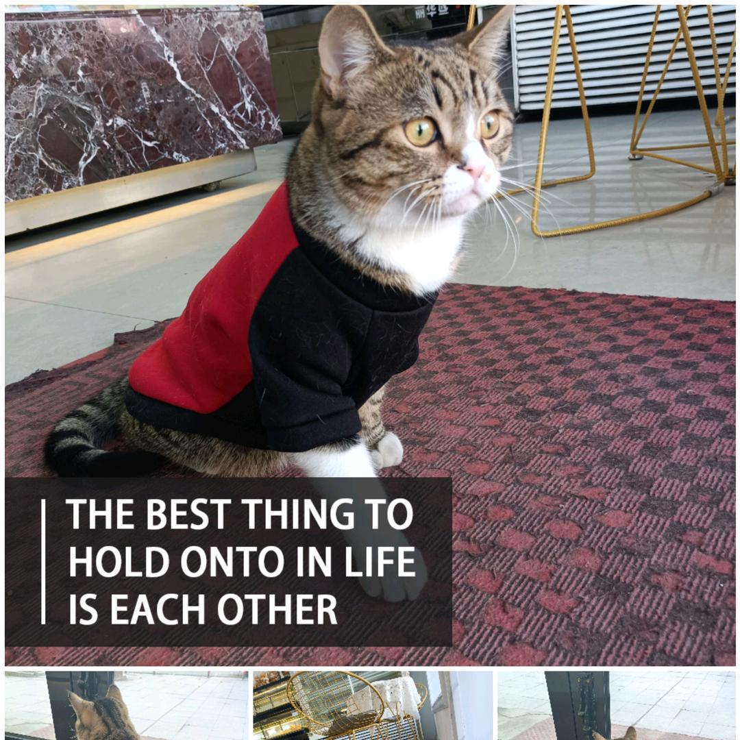 家里有个小陪读(团团)