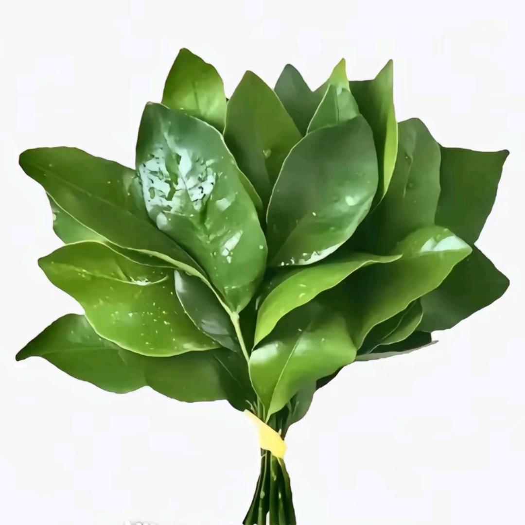 北极光