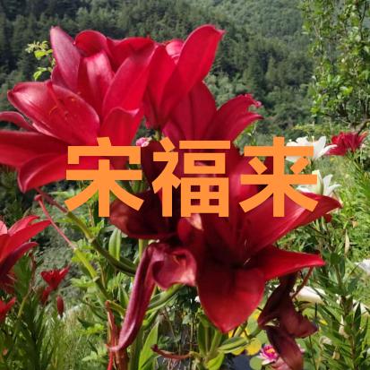 锦🎋🍶🌾，书