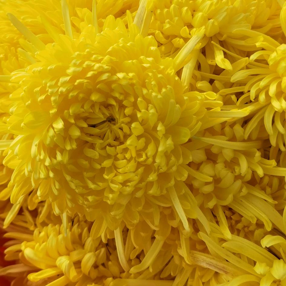 花茶安